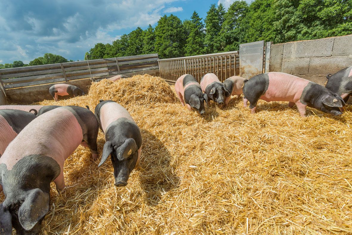 Schwäbisch Hällisches Landschwein